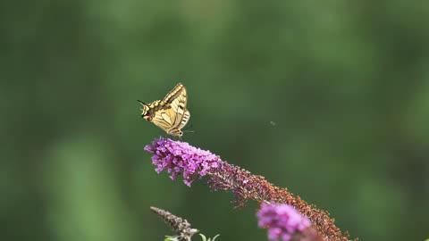 pretty butterfly in nature