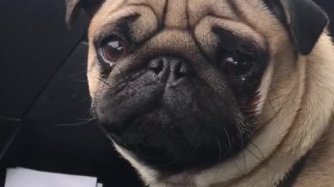 Pug car ride