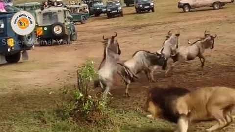 Brutal Animal Attacks: The Savage Struggle for Survival #animalattacks #superanimalvalor #shorts