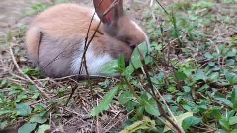 Cute baby rabbit 🐇 🐇