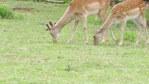 Two deers eating grass near a rural settlement