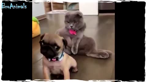 funny and funny cats and dogs