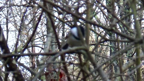 Chickadee