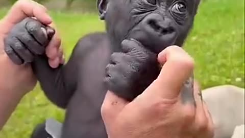 Baby Gorilla