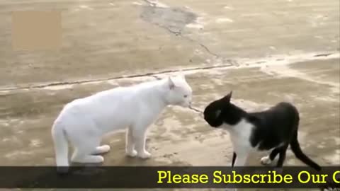 😻 Funny Cats Compilation - Best Funny Cat Videos on 2018