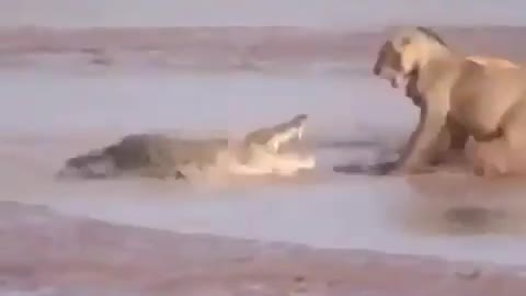 Animals fight video , fight animals lion vs cocodrile