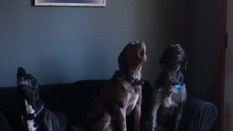 Brown and black dogs howling constantly while sitting on sofa