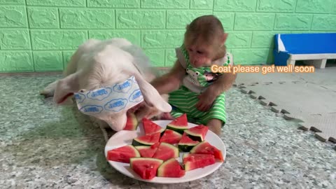 Funniest animals video _ Best monkey cutis and goat dog video