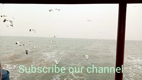 Beautiful amazing birds chasing boat in sea feels like wanna boat ride.