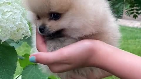 Cute dog on hand playing with flower.