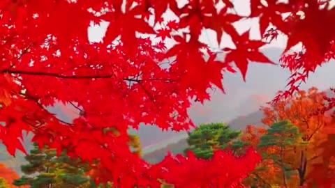 Autumn in south korea