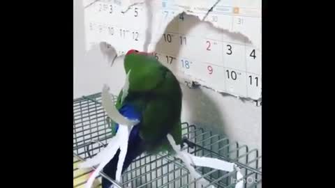 Funny Parrots Videos Compilation - Cutest Parrots