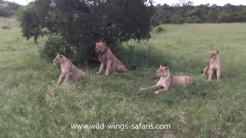 funny warthog runs into a den of lions