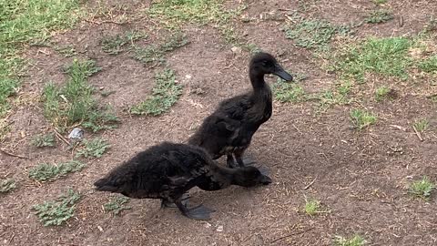 Bobby Brown and Whitney Houston my ducks