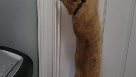 Cat can open doors