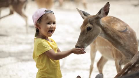 Little girl feeding a family of spotted deer