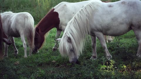 many horses in the field eating grass