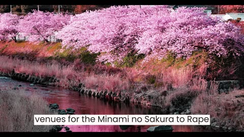 Kawazu Cherry Blossoms