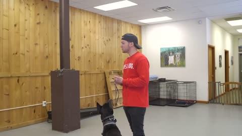 Dog training