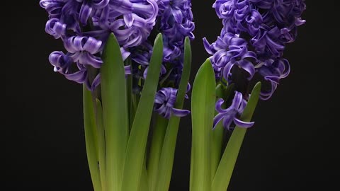 Hyacinthus growing #timelapse