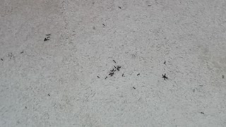 Large ants devour dead fly's!