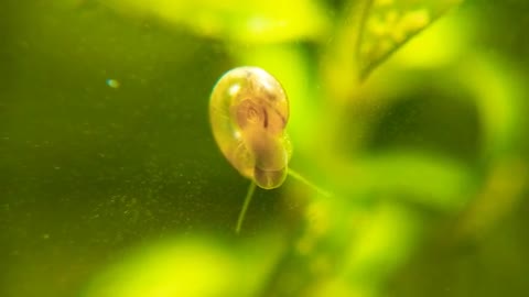 Detritus Worm hitches a ride on Feeding Water Snail 🐌