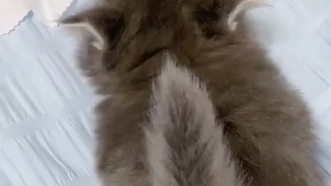 Cute cat compilation