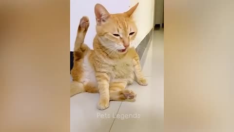 Cute little toddler cat having fun with the owner. See how cute and beautiful scenarios are there.