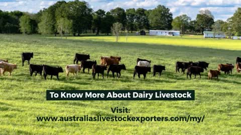 Australian Livestock Exports Malaysia