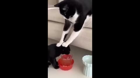 Best Funny animal videos 2024 - Funny cats_dogs - Funny animals