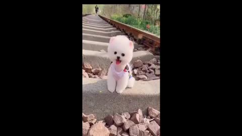 Small cute little dogi video ll fantastic Small dogi video ll