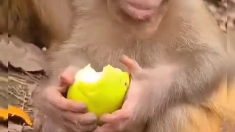 How cute the monkey is eating