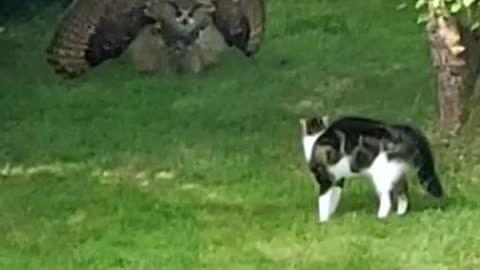 Owl Intimidates Cat With Impressive Display