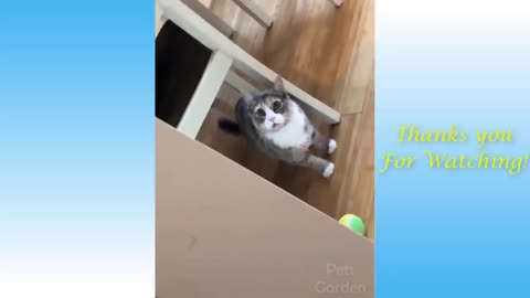 Funny and cute cat's life (part 1) cats and owners are the best friend video