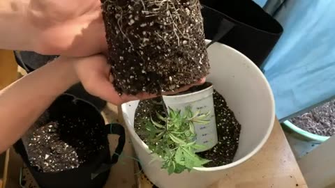 How To Clone Weed The Natural Organic Way (No Chemical rooting hormones)