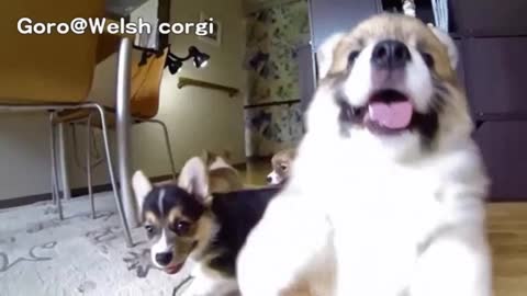 These hilarious slow mocorgi puppies will make you lough