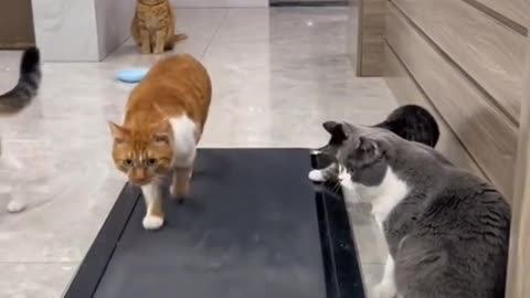 FUNNYCATS