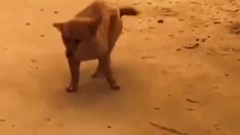 Dancing dog knows how to get down #funnycomedy