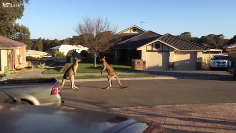 WILD KANGAROO STREET FIGHT!