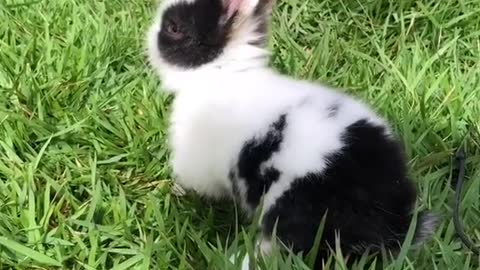 Mini Coelhos fofinhos