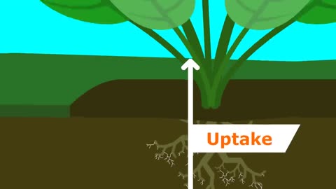 Understanding Our Soil: The Nitrogen Cycle, Fixers, and Fertilizer