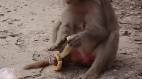 A Monkey Eating cookies from a plastic bag