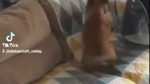 PARECE CÃO E GATO BRINCANDO O TEMPO TODO