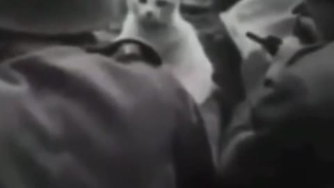 British soldier is your cat in WWII