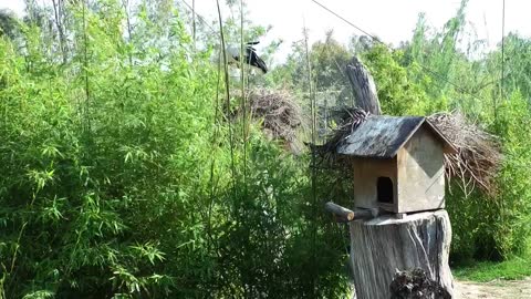 wooden bird house