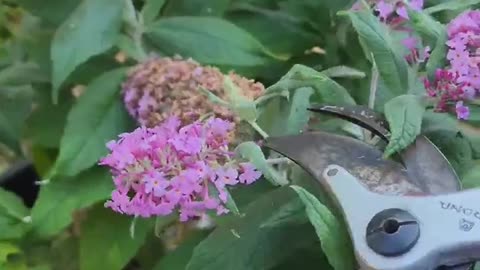 Deadheading 8 Flowers in Less Than 30 Seconds