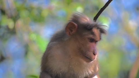 36.Monkey relaxing on top of the trees - Wildlife - Relaxation Film - Relaxation music - monkey -