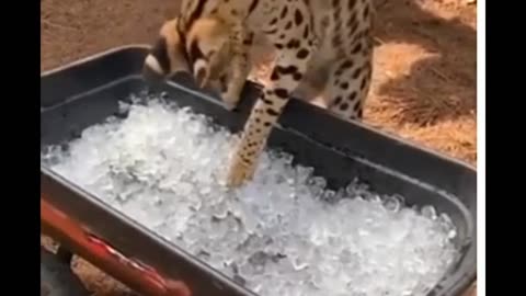 Kittyo touching ice for the first time to that