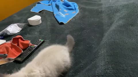 Seal point ragdoll kitten zoomies