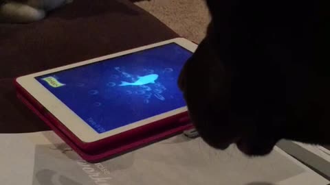 Black dog moving ipad and grey cat looking at ipad